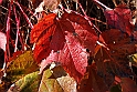 San damiano d'Asti - Colori d'autunno 2009_26